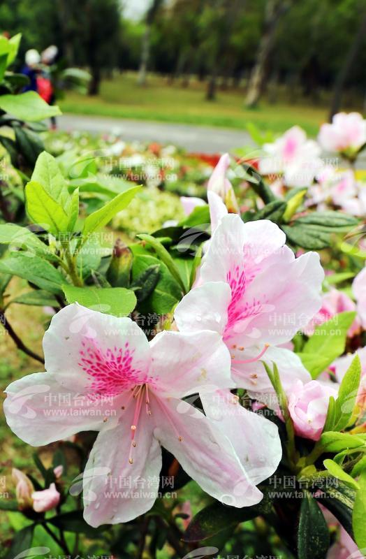 台北市杜鹃花季(1/1)